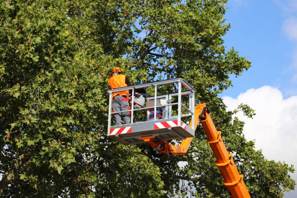 Best Arborist Services Near Me  in USA